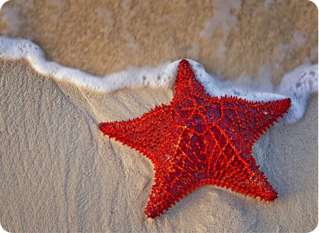 starfish-Start with One kenya